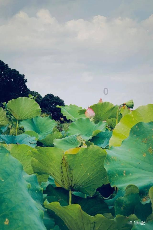公主的阅读区